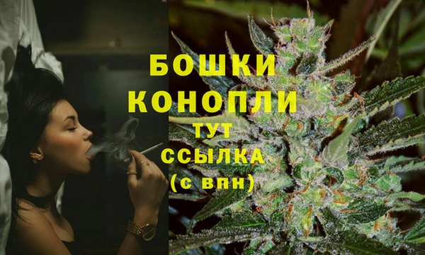 прущие грибы Новозыбков